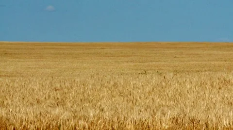 FlowingGrass6-2011 Stock Footage 8569980