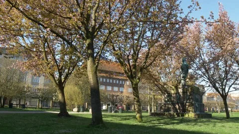Floworing trees swaying in a park on a summer day Stock Footage 81599192