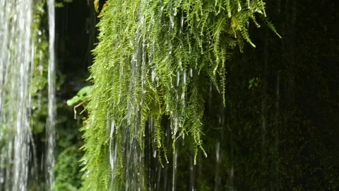 Flows of water dripping from moss Video stock 83994838