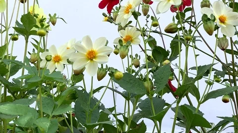 FlowW2 库存影片 115835599