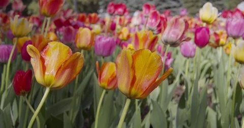 FlTulip with blurred background footage Stock Footage 115110096