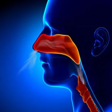 Flu - Full Nose - Human Sinuses Anatomy 스톡 일러스트