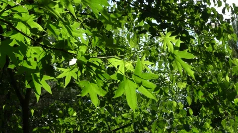 Fluctuation of leaves on a tree Liquidambar styraciflua or American sweetgum. Video stock 133880011
