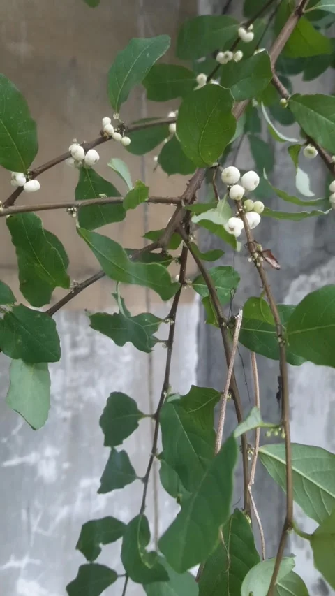 Flueggea virosa Видео 325513322