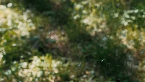 Fluff in the air against a background of greenery Stock Footage 132230893
