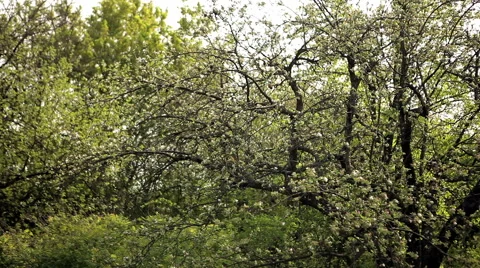 Fluff and blooming apple tree Stock Footage 50492051