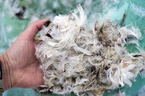 Fluff and feathers Foto stock