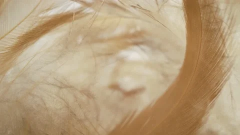 Fluff birds super macro shot. The concept of softness and lightness Video stock 146870122