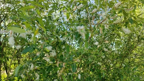 Fluff on the branches of a bush Video stock 336189782