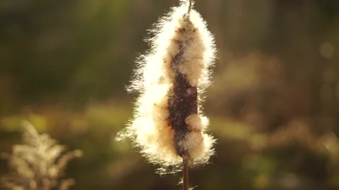 Fluff Cotton Cattail reed Stock Footage 150213399