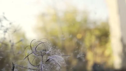 Fluff of dandelion fly apart close-up Stock Footage 72100386