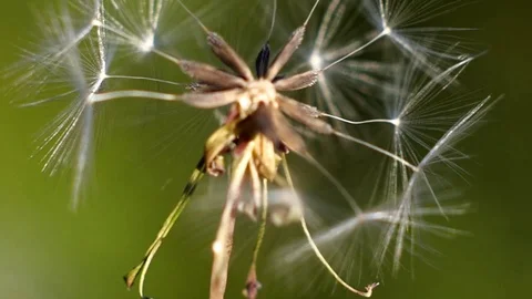 The fluff of dandelion in the garden Stock Footage 91919512