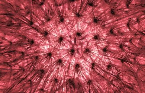 Fluff explosion Stock Illustration