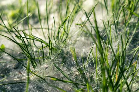 Fluff falling from the trees lies among the green grass on the ground Foto stock