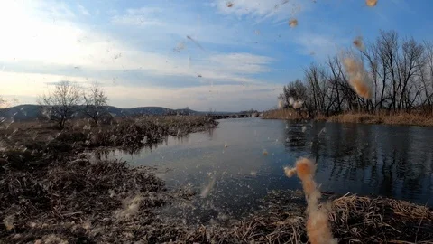 Fluff flakes fly over the river Stock Footage 125916380