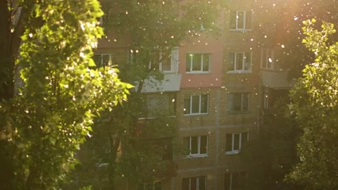 Fluff flies from poplars close-up. Stock Footage 142794606