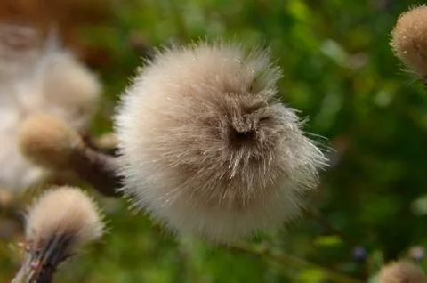 Fluff flower Stock Photos