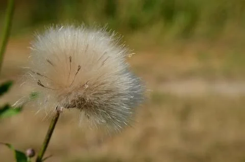 Fluff flower Stock Photos
