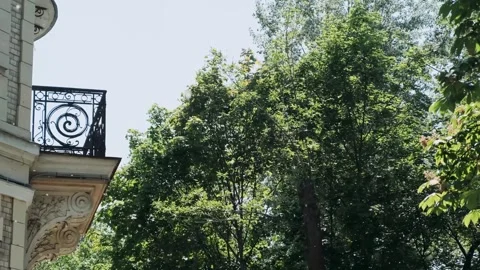 Fluff flying against the background of green trees in the city Stock Footage 246583580