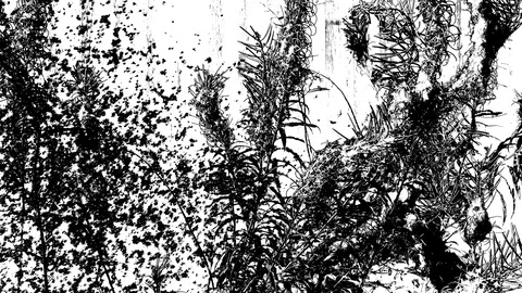 Fluff flying from the willow herb, black and white video with engraving effect Stock Footage 120385999