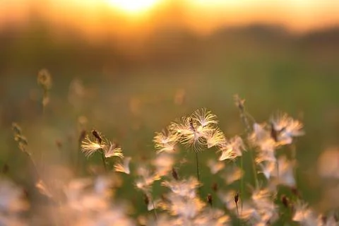 Fluff, glowing at sunset. Summer background. Stock Photos