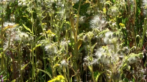 Fluff in overblown plants Vídeos de archivo 218430906
