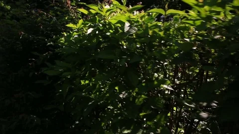 Fluff of poplar fluff Vidéo 76702143