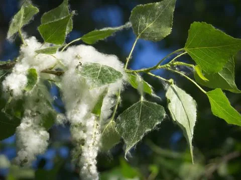 Fluff of poplar tree Stock Photos