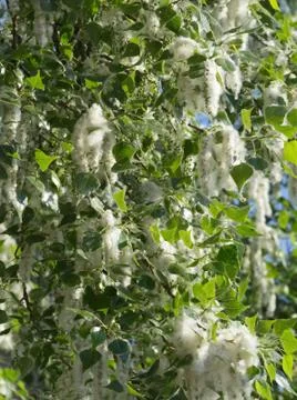 Fluff of poplar tree Stock Photos