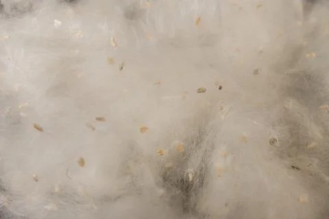 Fluff of poplar trees close-up. Allergy to poplar seeds. Stock Photos
