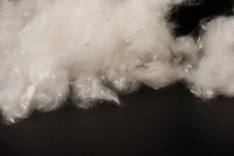 Fluff of poplar trees close-up. Allergy to poplar seeds. Stock Photos