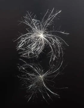 Fluff in the reflection Stock Photos