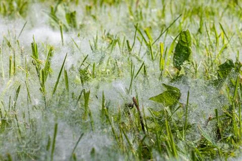 Fluff from a tree lies on the grass Stock Photos