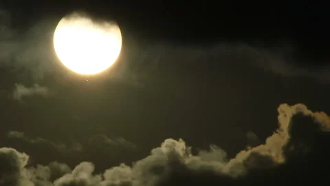 Fluff of trees in sunlight Stock Footage 99623543