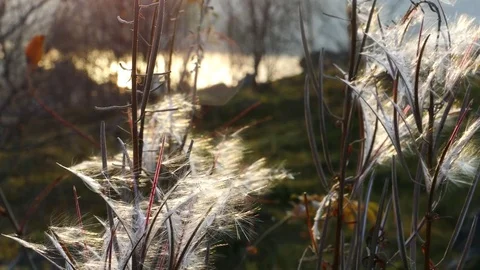 The fluff of the willow-tea plant swing slowly in a light wind. Stock Footage 83158876