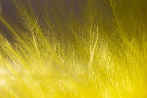 Fluff of yellow feather bird close up Stock Photos