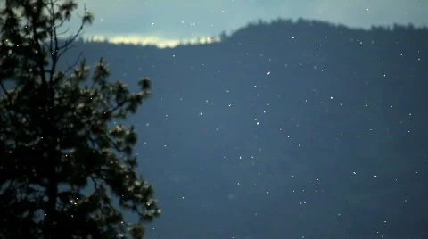 Fluffballs from cotton wood tree floating in air Stock Footage 732011