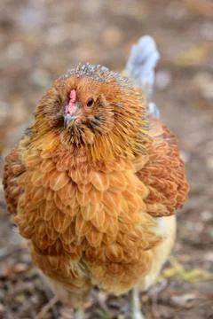 Fluffed Chicken Stock Photos