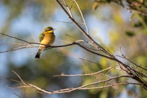 Fluffed up Swallow Tailed bee eater. Stock Photos