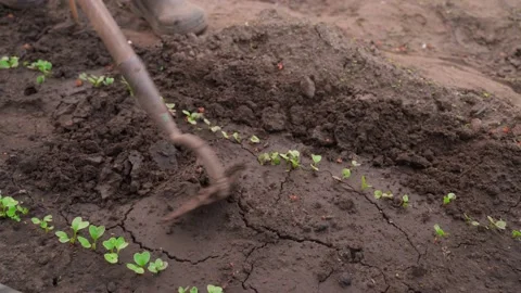 Fluffing up the soil in a garden bed with only radishes that have risen. Caring Stock Footage 199743182
