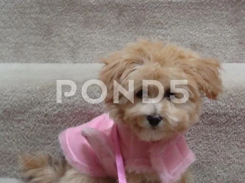 Fluffly dog in purple dress Stock Photos