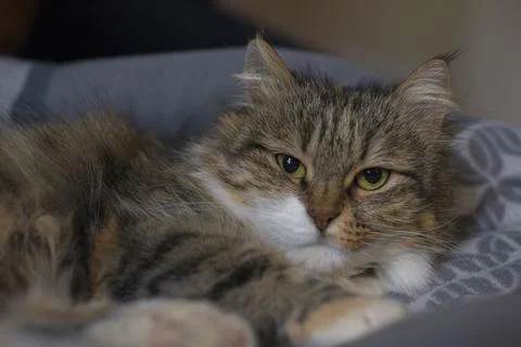 Fluffy, adorable cat Stock Photos