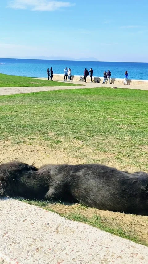 Fluffy adorable dog laying down on the grass with a big group in the background 库存影片 219543271