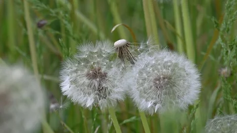 Fluffy, airy, spring dandelion.Dandelions around. Stock Footage 89955191