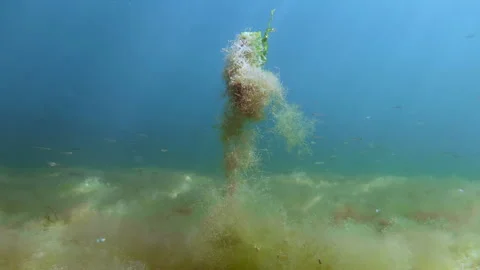 Fluffy algae pillar rising from multicolored filamentous seaweed carpet in Stock Footage 342768154