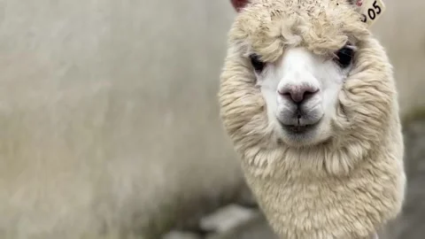 Fluffy alpaca. Concept of animal behavior Vídeo Stock 336655250