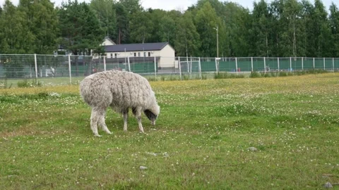Fluffy Alpaca Grazing on Fresh Summer Grass in a Peaceful Rural Meadow Park Stock Footage 346044120