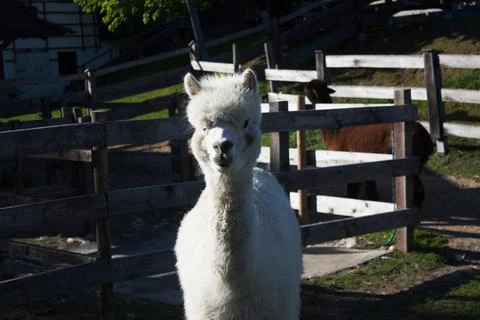 Fluffy alpaca stands in sunlight Stock Photos