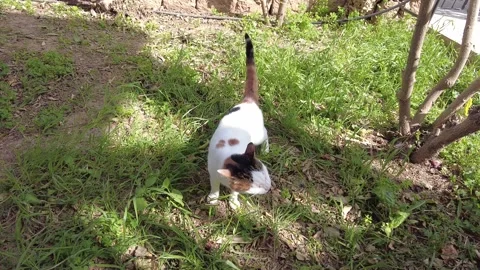 The fluffy and spotted cat is walking in the garden among the trees and grass. Video stock 219533342