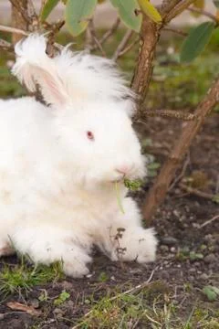 Fluffy angora rabbit on grass Stock Photos